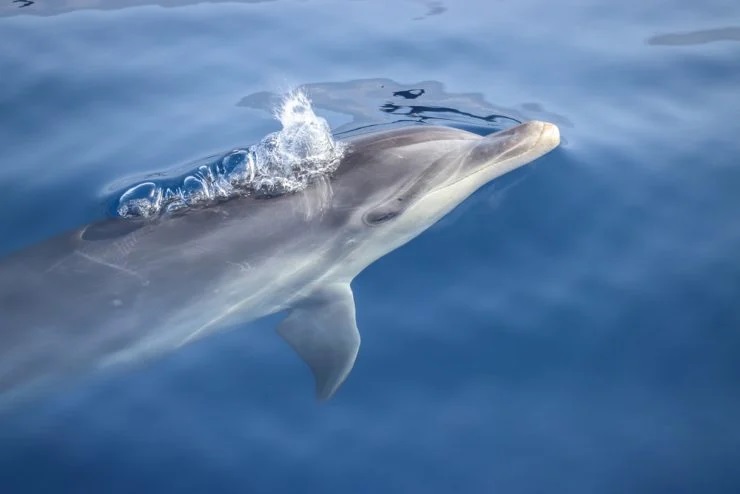 dolphin blowing out air