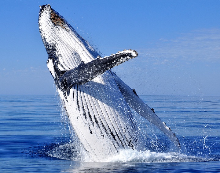 whale breeching