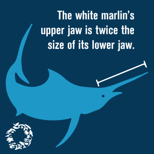 poster: marlins can weigh up to 180 lbs