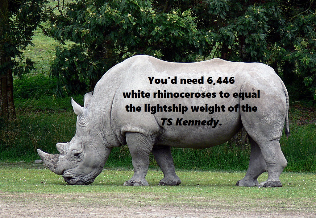 white rhino